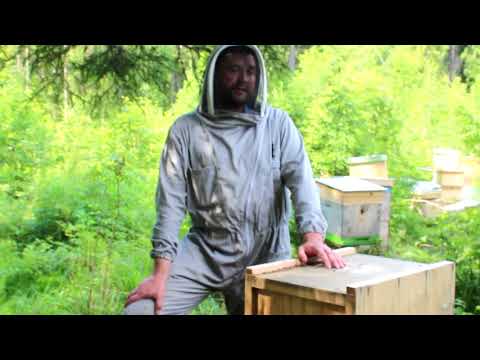 Видео: Пчеловодство : выбираем место под пасеку.