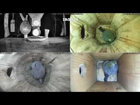 Видео: #онлайн_кормушка_для_птиц.  29 октября 2025 года. г. Калуга