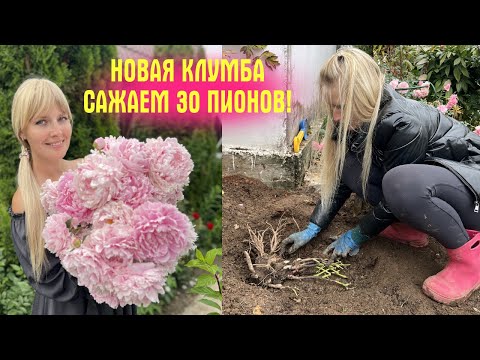 Видео: Вместо сорняков 30 ПИОНОВ! Сделали НОВУЮ КЛУМБУ!  Показываю как сажать пионы осенью