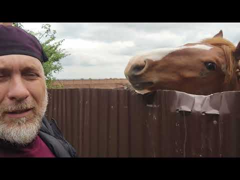 Видео: Отбиваем жеребёнка, И случка Жеребца Попечителя и Владимирской кобылы