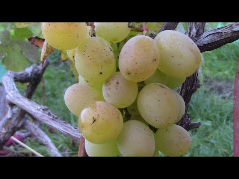 Видео: Секрети винограду Кеша-1