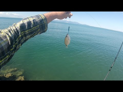 Видео: Кълве само на бял