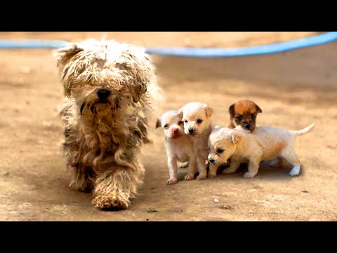 Видео: Открыл дверь и нашёл 4 щенка с мамой… Дальше было неожиданно!🐶🐕😘😘😘