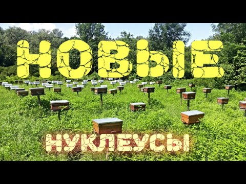 Видео: Мои новые нуклеусы.Как вам такой вариант?