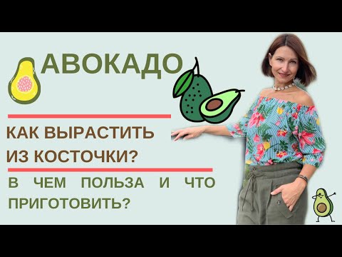 Видео: АВОКАДО: как вырастить из косточки// как ухаживать//что приготовить
