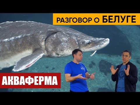 Видео: Белуга -Царь рыба!  Большое интервью с каналом АкваФерма. Рассказываем о Белуге.