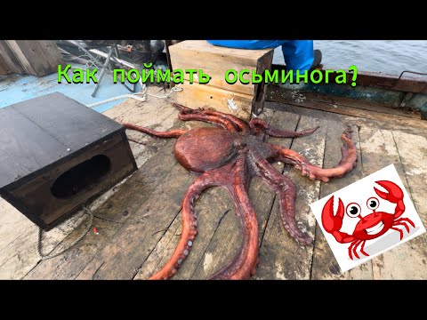 Видео: Как мы поймали осьминога Проверяем ловушки на осьминога 🐙 Полная версия по вылову осьминога!complet
