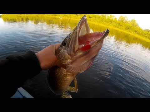 Видео: Щука, судак, окунь на спиннинг. Рыбалка на реке Сейм