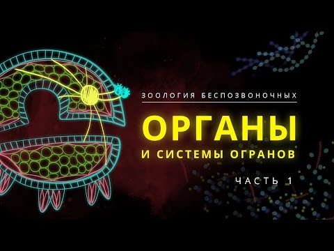 Видео: 2. Органы и системы органов. Часть 1. Зоология беспозвоночных -  7 класс