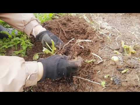Видео: Выращивание картофеля из ботанических семян. Заключительный этап 