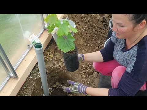 Видео: Как правильно посадить вегетирующий саженец винограда