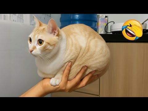 Видео: Попробуй не засмеяться 😂 Самые смешные животные 😹🐶 Часть 5