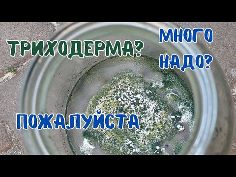 Видео: Выращиваю Триходерму Харцианум на жидкой питательной среде. Самый лёгкий способ #триходерма #огород