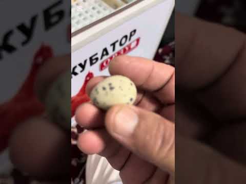 Видео: Италя бедана учун икубатор 