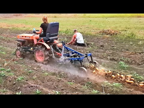 Видео: Ох і вродила🥔🥔останній коп🥔🥔Людоньки вночі  допомогли👍Як вам🥔🥔червоненька від підписниці❓️