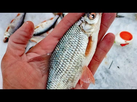 Видео: Рыбалка на реке Сок. От русла до залива!