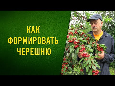Видео: Как формировать черешню