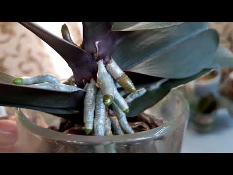 Видео: Орхидеи. Гордость.