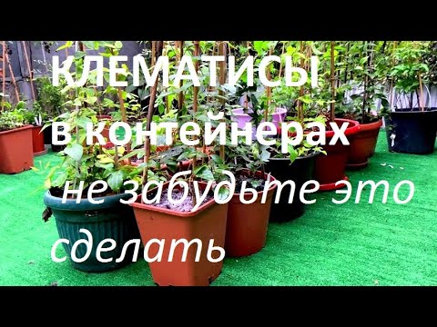 Видео: КЛЕМАТИСЫ В КОНТЕЙНЕРАХ.  УХОД  В КОНЦЕ ЛЕТА.  САД