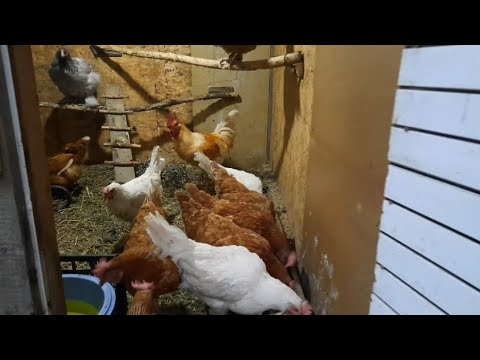 Видео: Тауықтар көп туу үшін не істеу керек !  Ауыран тауықтар жазылды ! 😃😃😃