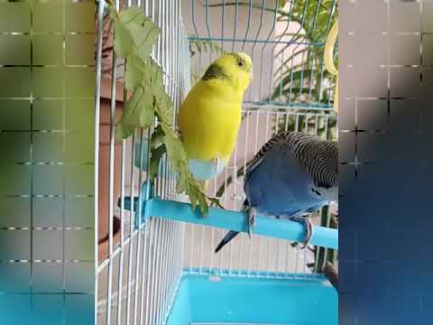 Видео: Волнистые попугаи 🐦🐦
