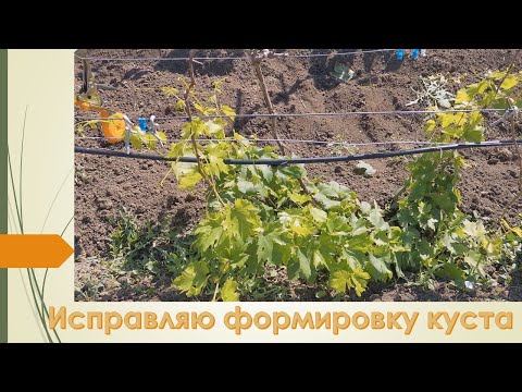 Видео: Формирую виноградный куст заново