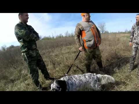 Видео: Испытания легавых по фазану и куропатке.