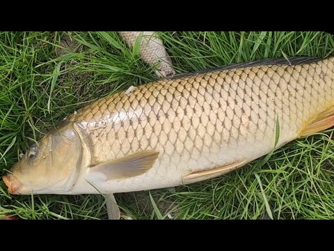 Видео: Ловля карпа весной в апреле РЫБАЛКА НА САЗАНА ! ловля сазана в апреле на дикаре