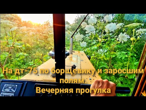 Видео: На дт-75 по борщевику и заросшим полям. Вечерние покатушки.
