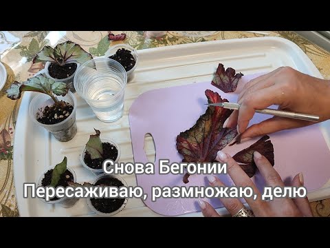 Видео: Делаю это в первый раз и сразу нарушаю правила. Размножаю, пересаживаю, делю бегонии.