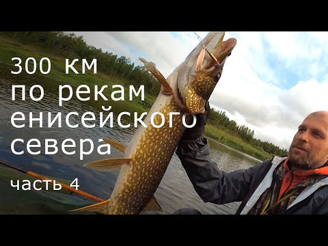 Видео: Сухая Тунгуска. Ленок, Хариус, Щука и медведь
