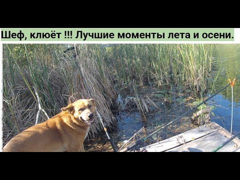 Видео: Шеф, клюёт ! Прощаясь с летним теплом, вспоминаю волнующие моменты (спиннинг, фидер, кружки).