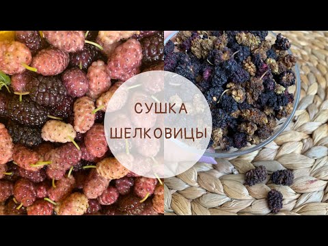 Видео: Сушка шелковицы