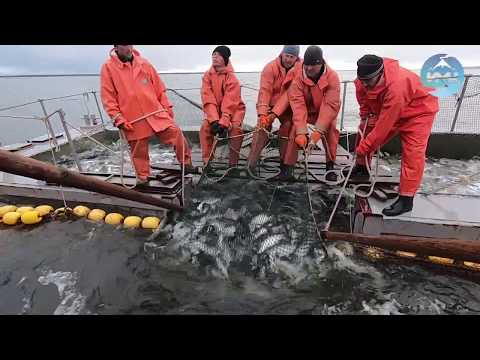 Видео: Промысел в Камчатском заливе. Июнь 2019 года. Морской ставной невод ООО «Устькамчатрыба», уч. 268.