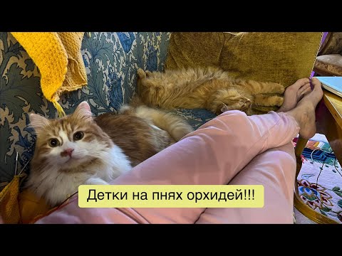 Видео: Детей по осени считают: урожай деток на пнях орхидей!