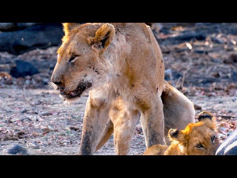 Видео: Выжила ли львица и что случилось с потерянным львёнком? | Новости с Мэттом и Чарли