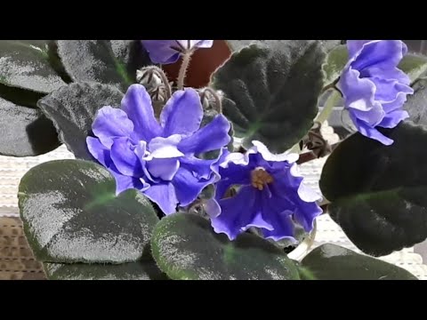 Видео: Как помочь Фиалке пережить ЖАРУ?