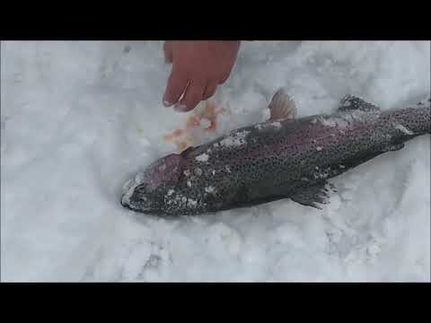 Видео: Поимки форели до запуска и после. Спорт-зона. Клёвое место Лосиный остров