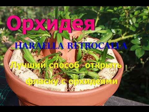 Видео: Лучший способ как разбить фласку.  Ароматная орхидея  Haraella retrocalla