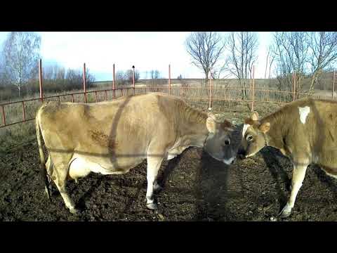 Видео: Конец света в деревне