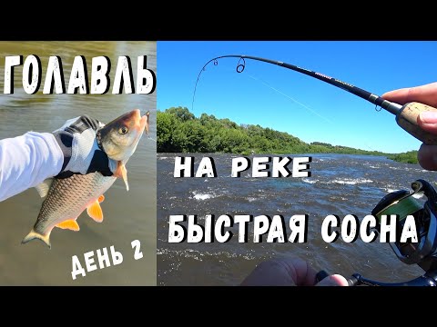 Видео: Голавль на реке Быстрая сосна