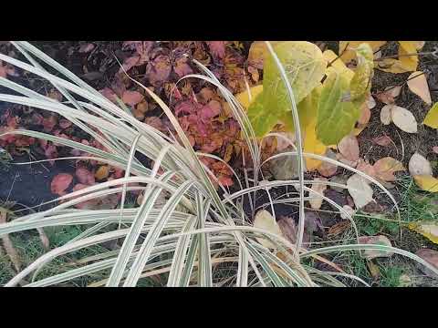 Видео: Манюні міскантуси. Міскантуси для міні садів