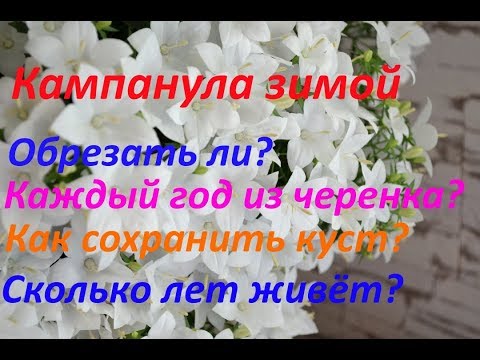 Видео: Жизненный цикл кампанул. Зимний уход.