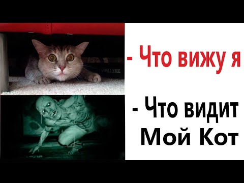 Видео: ПРИКОЛЫ! Я ГЛАЗАМИ КОТА   МЕМЫ!!! Смешные видео – Доми шоу!