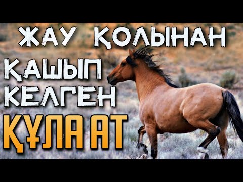 Видео: МЫНА АТТЫҢ ӘРЕКЕТІ БӘРІН ТАҢ ҚАЛДЫРДЫ😱 - Жылқы Жайлы