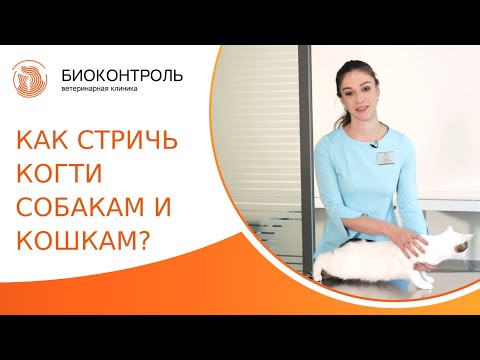 Видео: ✀ Как правильно подстричь когти собаке и кошке? Как подстричь когти собаке и кошке. Биоконтроль. 18+