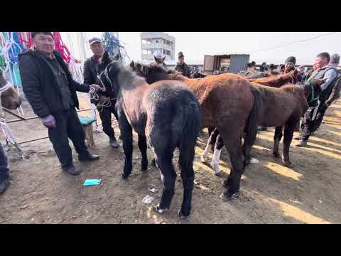 Видео: ТАЙ-КУЛУН БААЛАРЫ/ КАРАКОЛ МАЛ БАЗАР/ 26-ОКТЯБРЬ