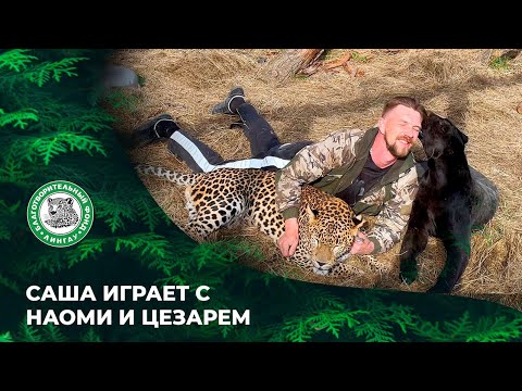 Видео: Саша играет с Наоми и Цезарем