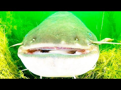 Видео: Рыба сом. Интересное про рыбу