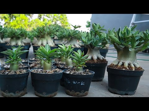 Видео: Факторы, из-за которых у саженцев адениума будут толстые стебли и много ветвей (не только удобрения)